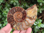 Polished Cleoniceras Ammonite Fossil Pairs x 6 pairs From Tulear, Madagascar - Toprock Gemstones and Minerals 