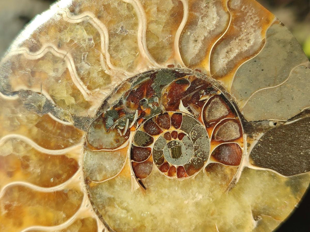 Polished Cleoniceras Ammonite Fossil Pairs x 6 pairs From Tulear, Madagascar - Toprock Gemstones and Minerals 