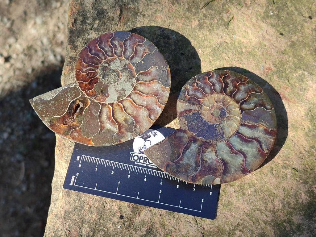 Polished Cleoniceras Ammonite Fossil Pairs x 6 pairs From Tulear, Madagascar - Toprock Gemstones and Minerals 