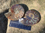 Polished Cleoniceras Ammonite Fossil Pairs x 6 pairs From Tulear, Madagascar - Toprock Gemstones and Minerals 