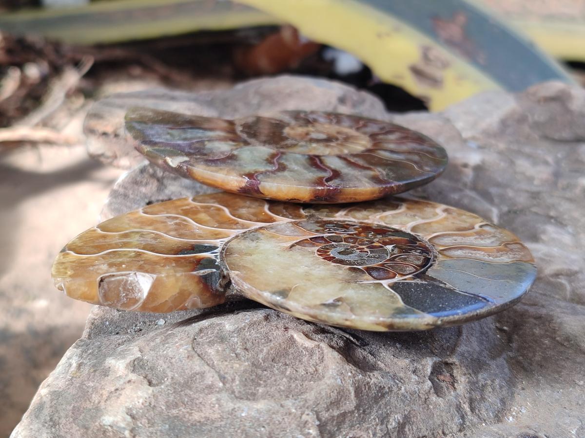 Polished Cleoniceras Ammonite Fossil Pairs x 6 pairs From Tulear, Madagascar - Toprock Gemstones and Minerals 