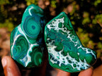 Polished Malacolla Free Forms x 12 From Kulukuluku, Congo - Toprock Gemstones and Minerals 