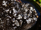 Polished Septerye Sauvage "Dragons Egg" Geodes x 3 From Mahajanga, Madagascar - Toprock Gemstones and Minerals 