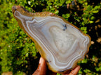 Polished Banded Agate Slices with Natural Edging x 6 From Madagascar - Toprock Gemstones and Minerals 