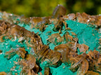 Natural Cabinet Size Rare Bladed Barite with Malachite Specimens x 1 From Shangulowé Mine, Congo - Toprock Gemstones and Minerals 