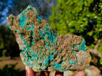 Natural Cabinet Size Rare Bladed Barite with Malachite Specimens x 1 From Shangulowé Mine, Congo - Toprock Gemstones and Minerals 