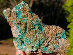 Natural Cabinet Size Rare Bladed Barite with Malachite Specimens x 1 From Shangulowé Mine, Congo - Toprock Gemstones and Minerals 
