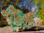 Natural Cabinet Size Rare Bladed Barite with Malachite Specimens x 1 From Shangulowé Mine, Congo - Toprock Gemstones and Minerals 