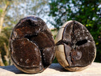 Polished Septerye Sauvage "Dragons Egg" Geodes x 2 From Mahajanga, Madagascar - Toprock Gemstones and Minerals 