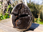 Polished Septerye Sauvage "Dragons Egg" Geodes x 2 From Mahajanga, Madagascar - Toprock Gemstones and Minerals 