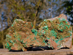 Natural Cabinet Sized Rare Bladed Barite with Malachite Specimens x 2 From Shangulowé Mine, Congo - Toprock Gemstones and Minerals 