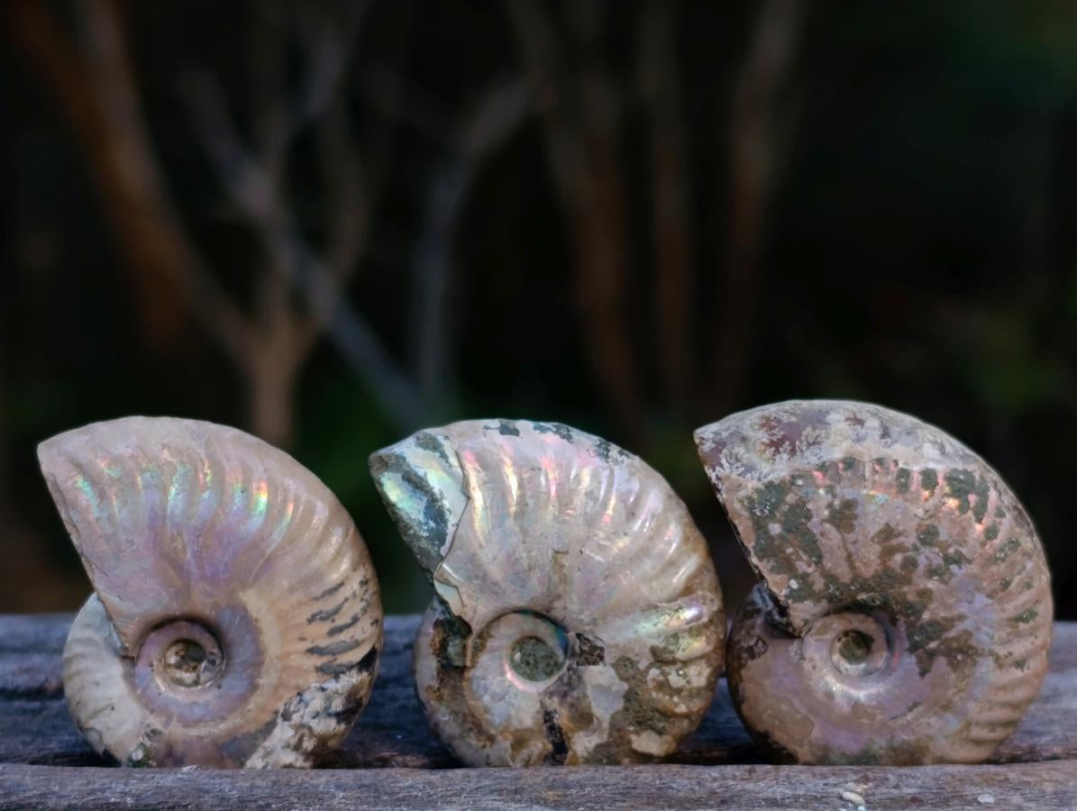 Natural Small Whole Cleoniceras Ammonite Fossils With Iridescent Ammolite Shells x 35 From Maintirano, Madagascar - Toprock Gemstones and Minerals 