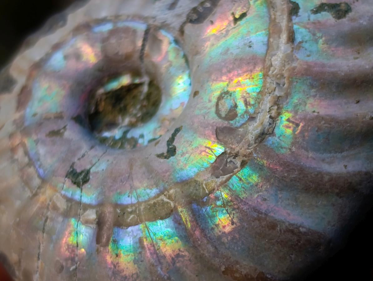 Natural Small Whole Cleoniceras Ammonite Fossils With Iridescent Ammolite Shells x 35 From Maintirano, Madagascar - Toprock Gemstones and Minerals 