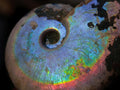 Natural Small Whole Cleoniceras Ammonite Fossils With Iridescent Ammolite Shells x 35 From Maintirano, Madagascar - Toprock Gemstones and Minerals 