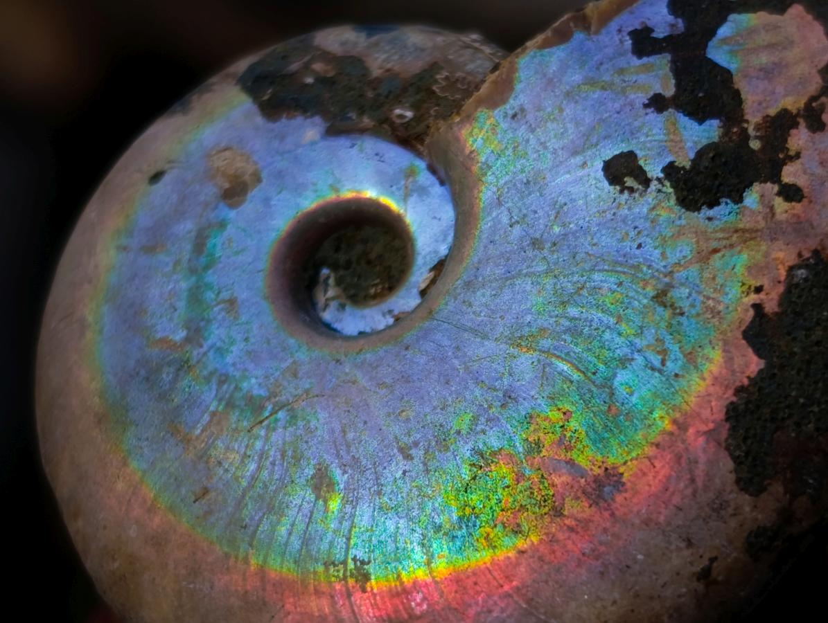 Natural Small Whole Cleoniceras Ammonite Fossils With Iridescent Ammolite Shells x 35 From Maintirano, Madagascar - Toprock Gemstones and Minerals 