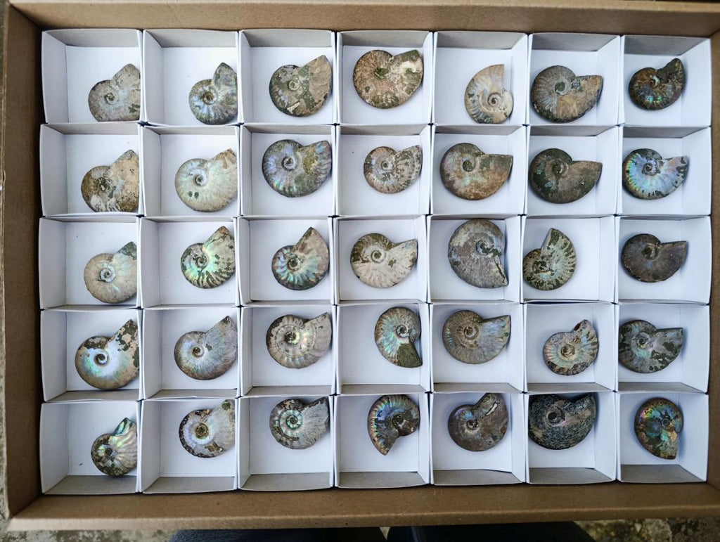 Natural Small Whole Cleoniceras Ammonite Fossils With Iridescent Ammolite Shells x 35 From Maintirano, Madagascar - Toprock Gemstones and Minerals 