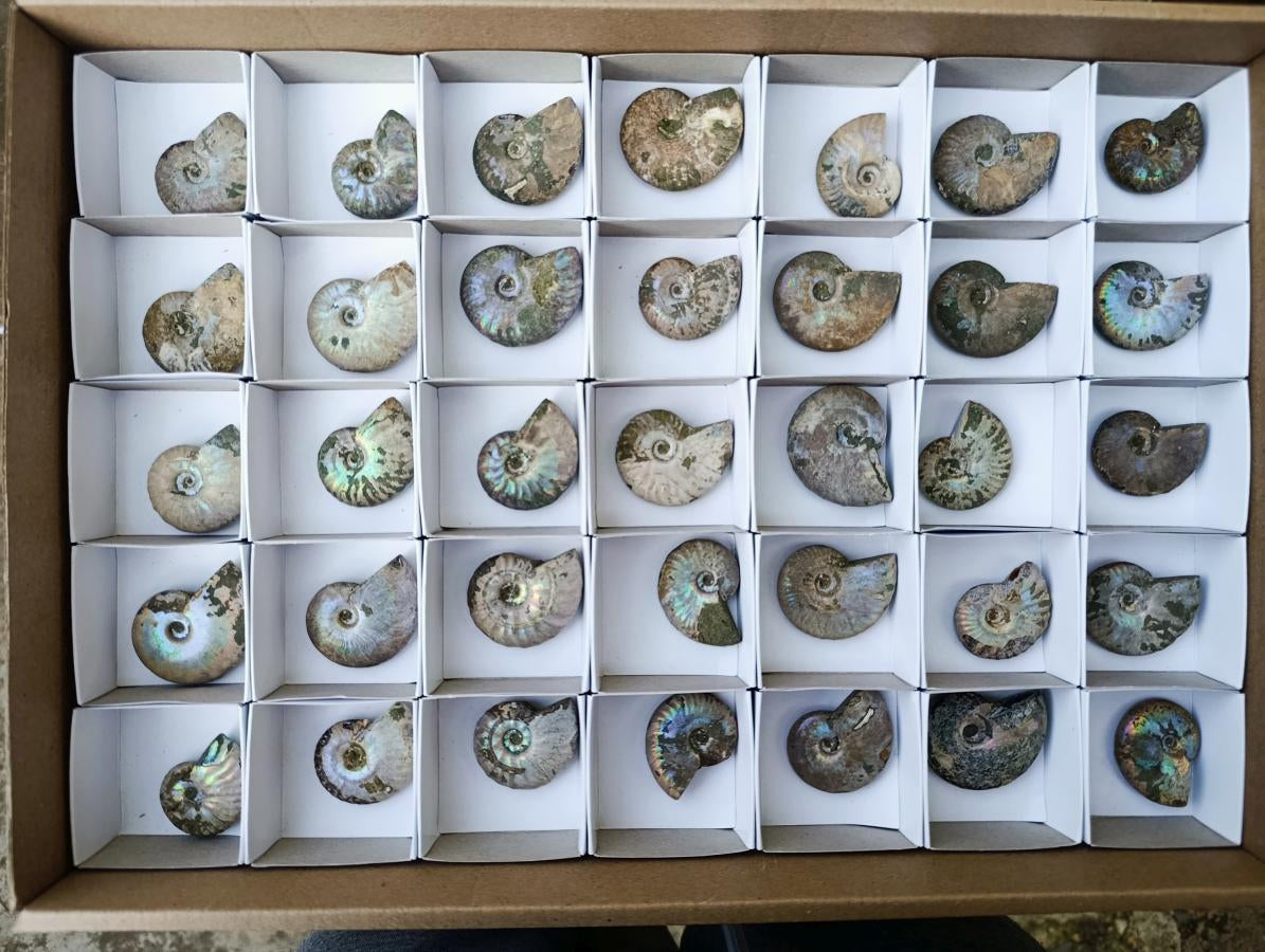Natural Small Whole Cleoniceras Ammonite Fossils With Iridescent Ammolite Shells x 35 From Maintirano, Madagascar - Toprock Gemstones and Minerals 