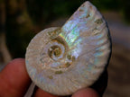 Natural Small Whole Cleoniceras Ammonite Fossils With Iridescent Ammolite Shells x 35 From Maintirano, Madagascar - Toprock Gemstones and Minerals 