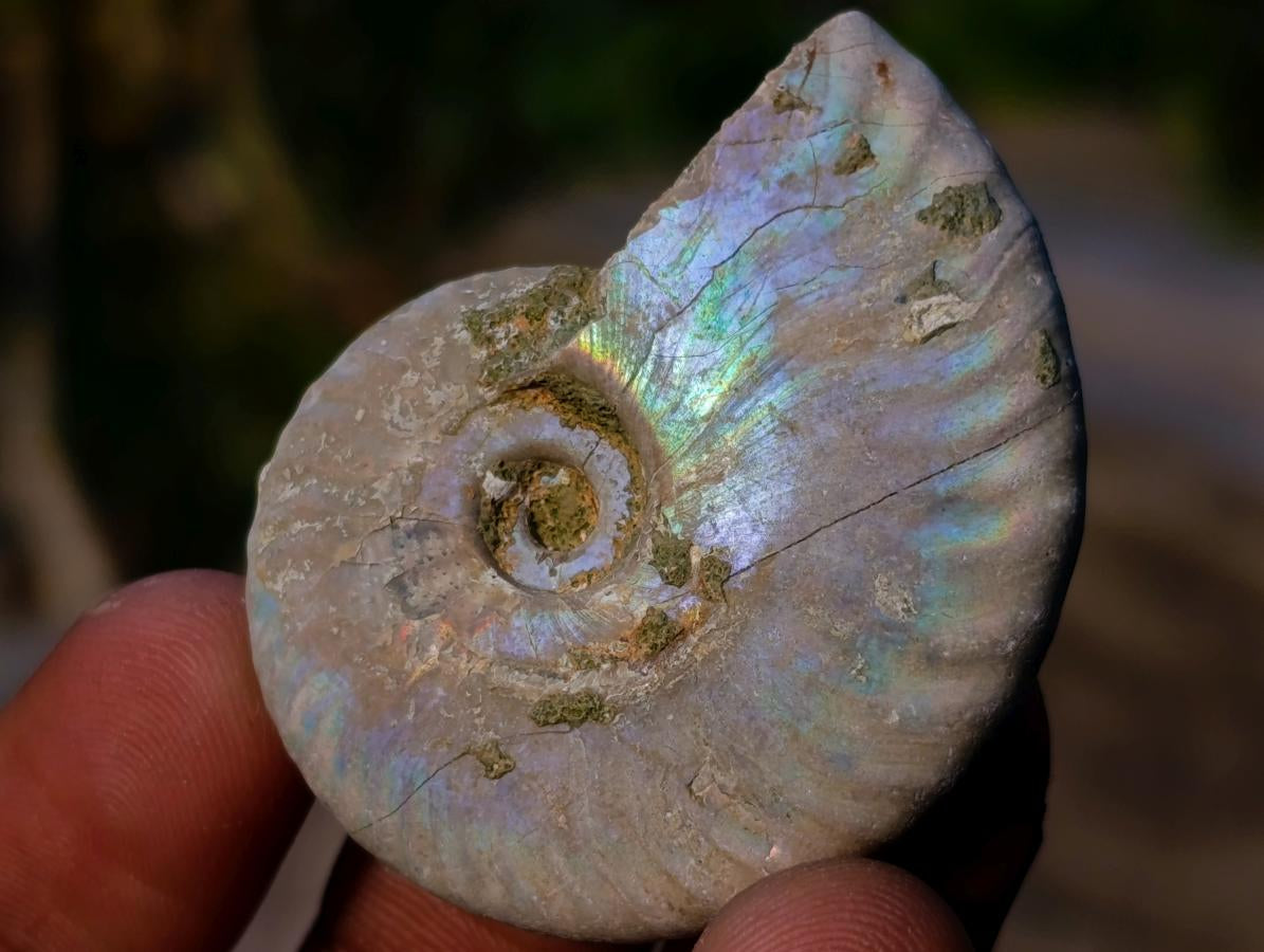 Natural Small Whole Cleoniceras Ammonite Fossils With Iridescent Ammolite Shells x 35 From Maintirano, Madagascar - Toprock Gemstones and Minerals 