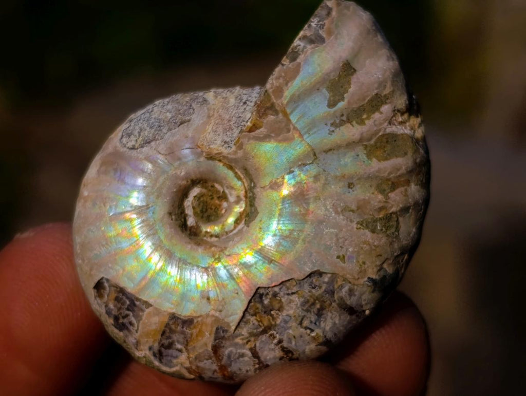 Natural Small Whole Cleoniceras Ammonite Fossils With Iridescent Ammolite Shells x 35 From Maintirano, Madagascar - Toprock Gemstones and Minerals 