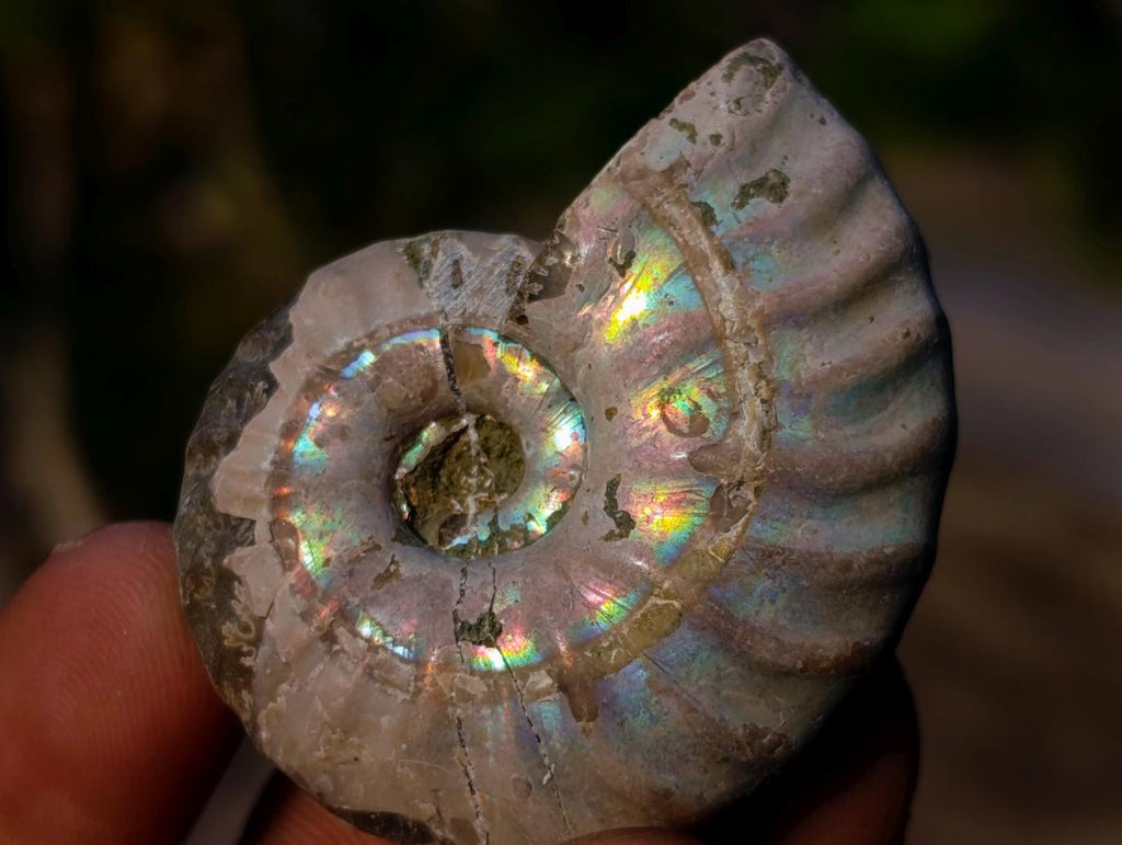 Natural Small Whole Cleoniceras Ammonite Fossils With Iridescent Ammolite Shells x 35 From Maintirano, Madagascar - Toprock Gemstones and Minerals 