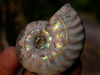 Natural Small Whole Cleoniceras Ammonite Fossils With Iridescent Ammolite Shells x 35 From Maintirano, Madagascar - Toprock Gemstones and Minerals 