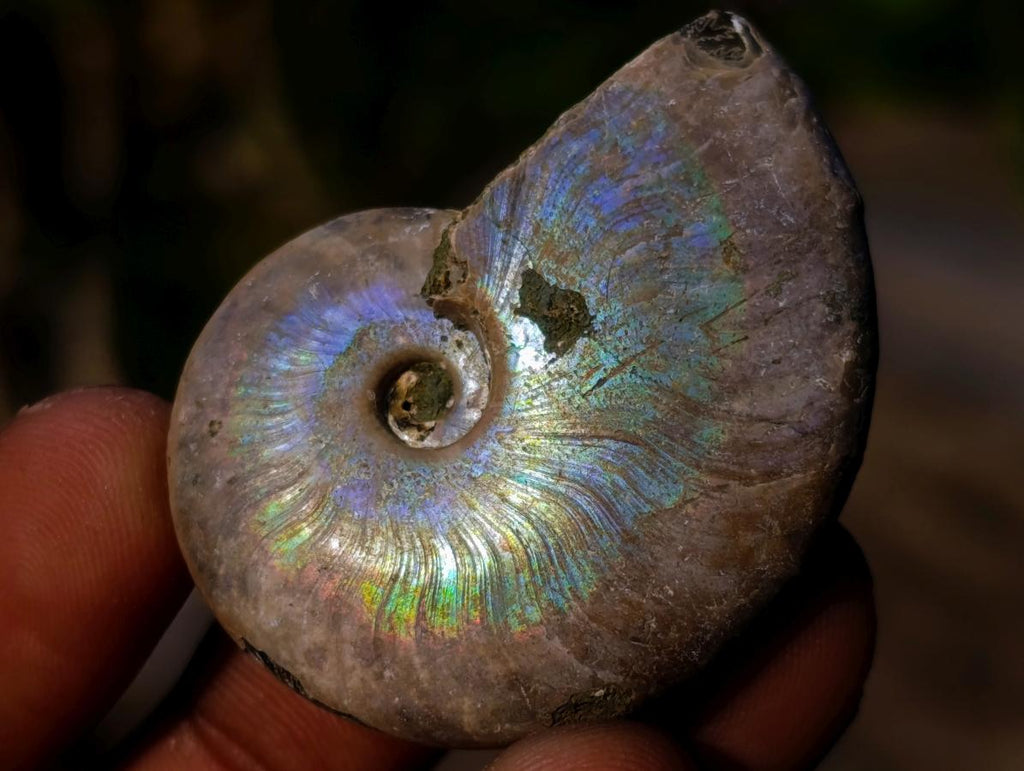 Natural Small Whole Cleoniceras Ammonite Fossils With Iridescent Ammolite Shells x 35 From Maintirano, Madagascar - Toprock Gemstones and Minerals 