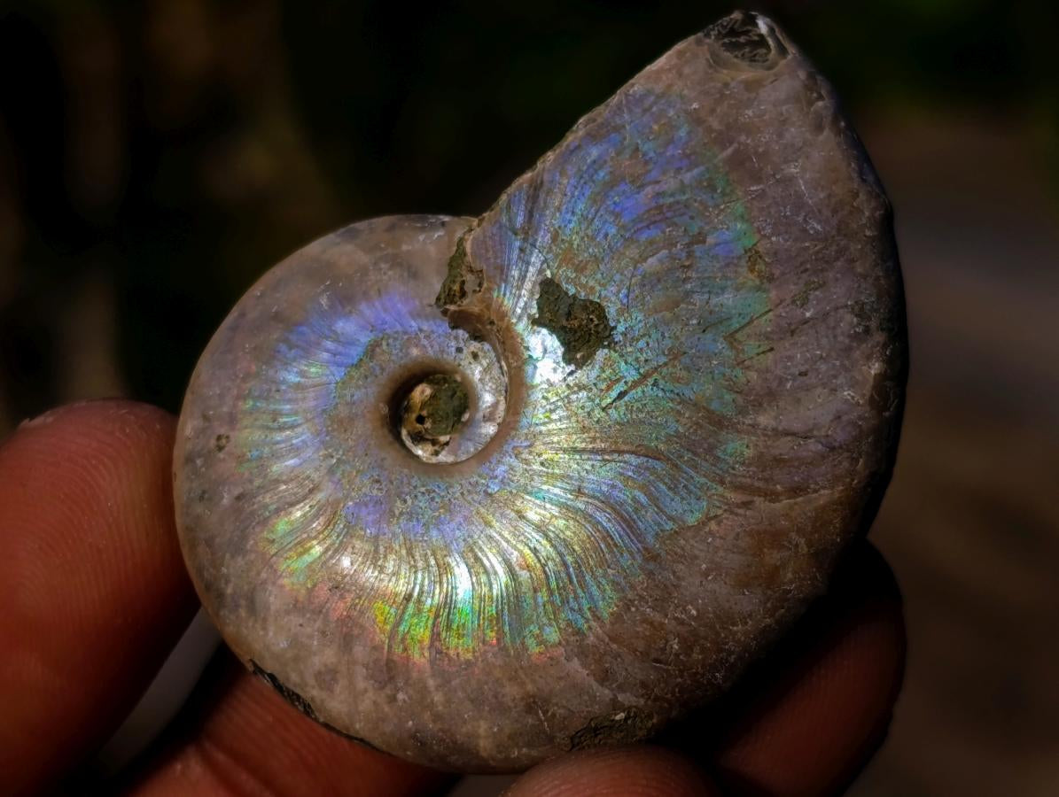 Natural Small Whole Cleoniceras Ammonite Fossils With Iridescent Ammolite Shells x 35 From Maintirano, Madagascar - Toprock Gemstones and Minerals 