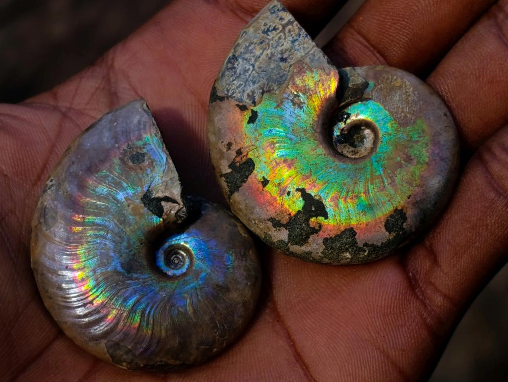 Natural Small Whole Cleoniceras Ammonite Fossils With Iridescent Ammolite Shells x 35 From Maintirano, Madagascar - Toprock Gemstones and Minerals 