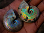 Natural Small Whole Cleoniceras Ammonite Fossils With Iridescent Ammolite Shells x 35 From Maintirano, Madagascar - Toprock Gemstones and Minerals 
