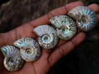 Natural Small Whole Cleoniceras Ammonite Fossils With Iridescent Ammolite Shells x 35 From Maintirano, Madagascar - Toprock Gemstones and Minerals 