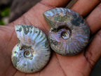 Natural Small Whole Cleoniceras Ammonite Fossils With Iridescent Ammolite Shells x 35 From Maintirano, Madagascar - Toprock Gemstones and Minerals 