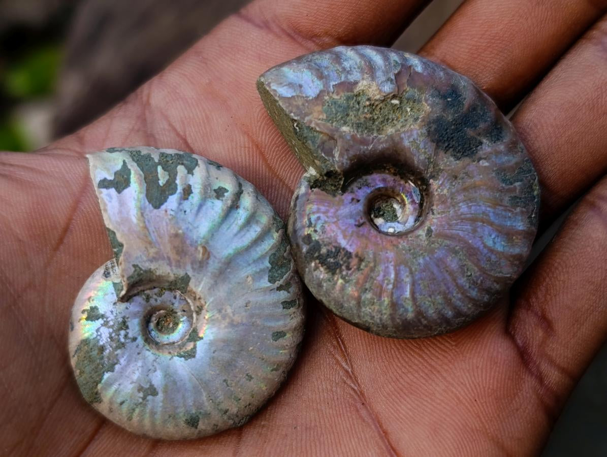 Natural Small Whole Cleoniceras Ammonite Fossils With Iridescent Ammolite Shells x 35 From Maintirano, Madagascar - Toprock Gemstones and Minerals 