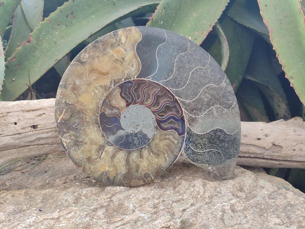 Polished Cleoniceras Ammonite Fossil Pair x 1 From Tulear, Madagascar - Toprock Gemstones and Minerals 