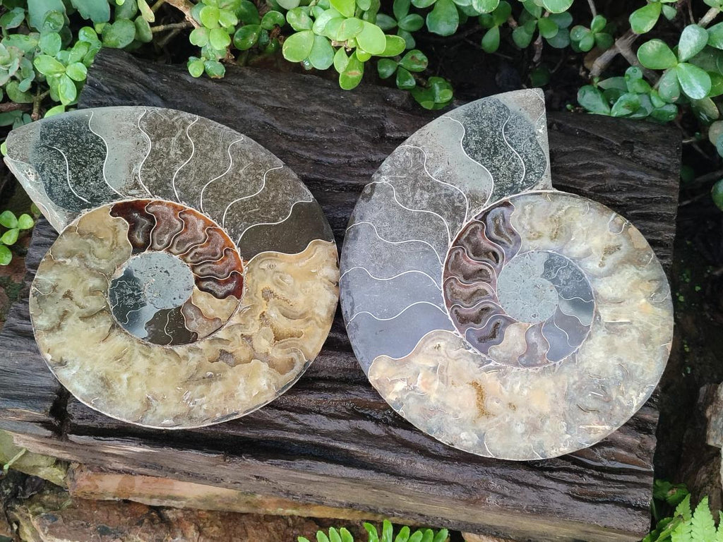 Polished Cleoniceras Ammonite Fossil Pair x 1 From Tulear, Madagascar - Toprock Gemstones and Minerals 