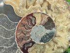 Polished Cleoniceras Ammonite Fossil Pair x 1 From Tulear, Madagascar - Toprock Gemstones and Minerals 