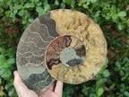Polished Cleoniceras Ammonite Fossil Pair x 1 From Tulear, Madagascar - Toprock Gemstones and Minerals 