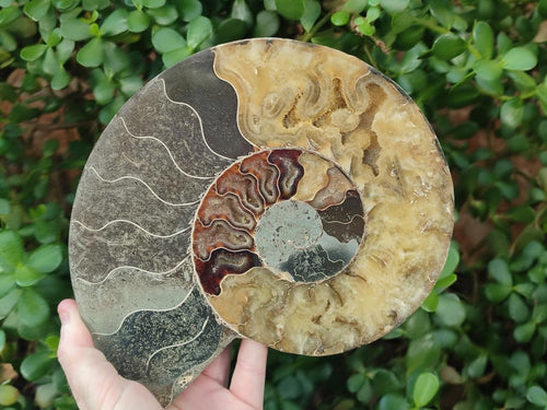Polished Cleoniceras Ammonite Fossil Pair x 1 From Tulear, Madagascar - Toprock Gemstones and Minerals 
