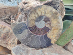 Polished Cleoniceras Ammonite Fossil Pair x 1 From Tulear, Madagascar - Toprock Gemstones and Minerals 