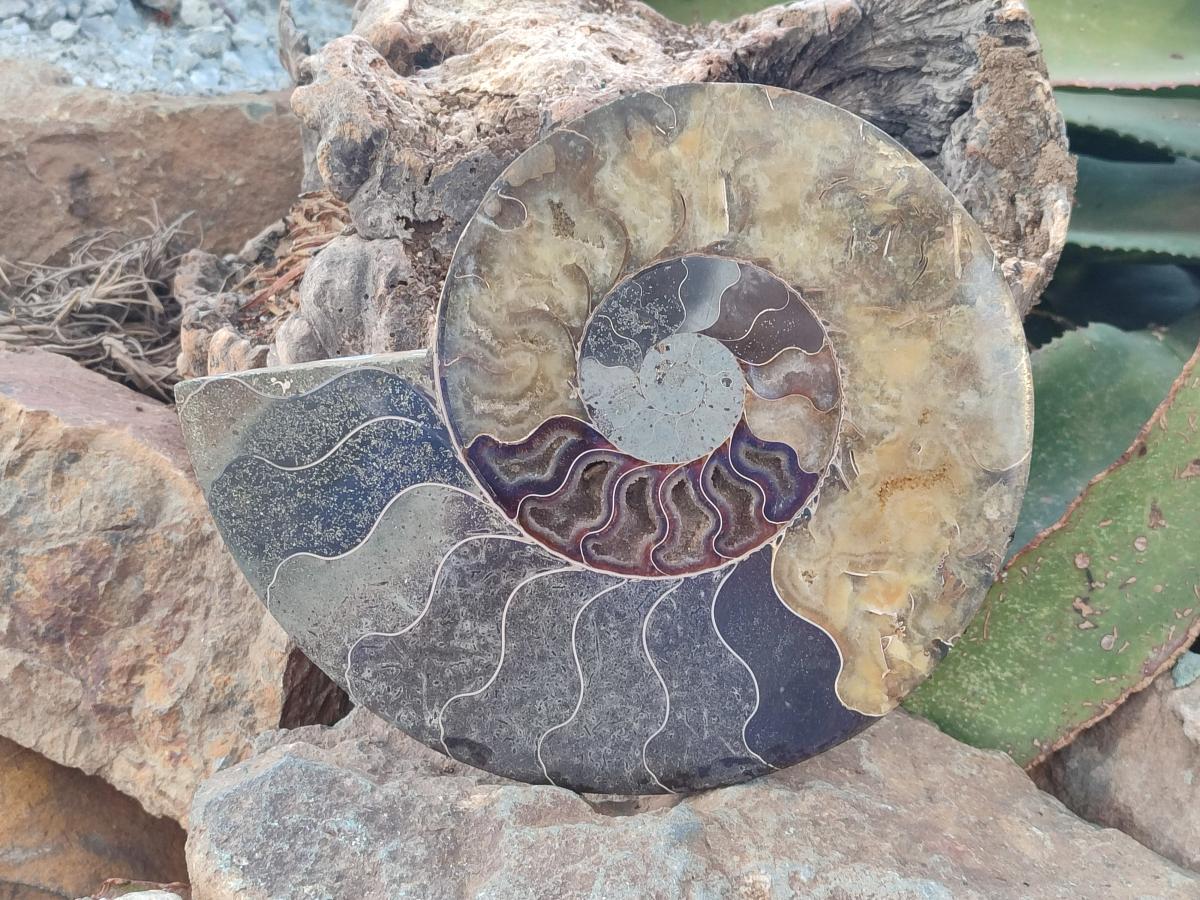 Polished Cleoniceras Ammonite Fossil Pair x 1 From Tulear, Madagascar - Toprock Gemstones and Minerals 