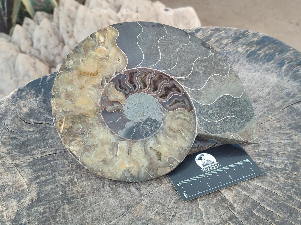Polished Cleoniceras Ammonite Fossil Pair x 1 From Tulear, Madagascar - Toprock Gemstones and Minerals 