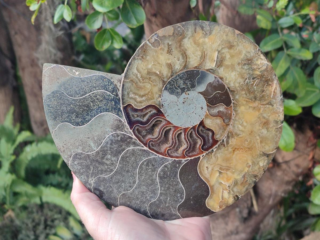 Polished Cleoniceras Ammonite Fossil Pair x 1 From Tulear, Madagascar - Toprock Gemstones and Minerals 