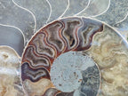 Polished Cleoniceras Ammonite Fossil Pair x 1 From Tulear, Madagascar - Toprock Gemstones and Minerals 