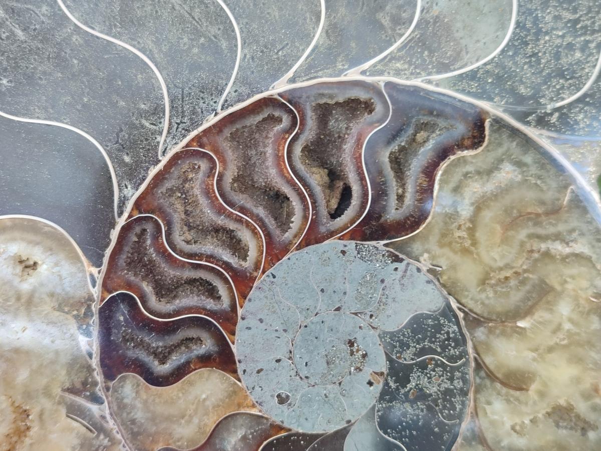 Polished Cleoniceras Ammonite Fossil Pair x 1 From Tulear, Madagascar - Toprock Gemstones and Minerals 