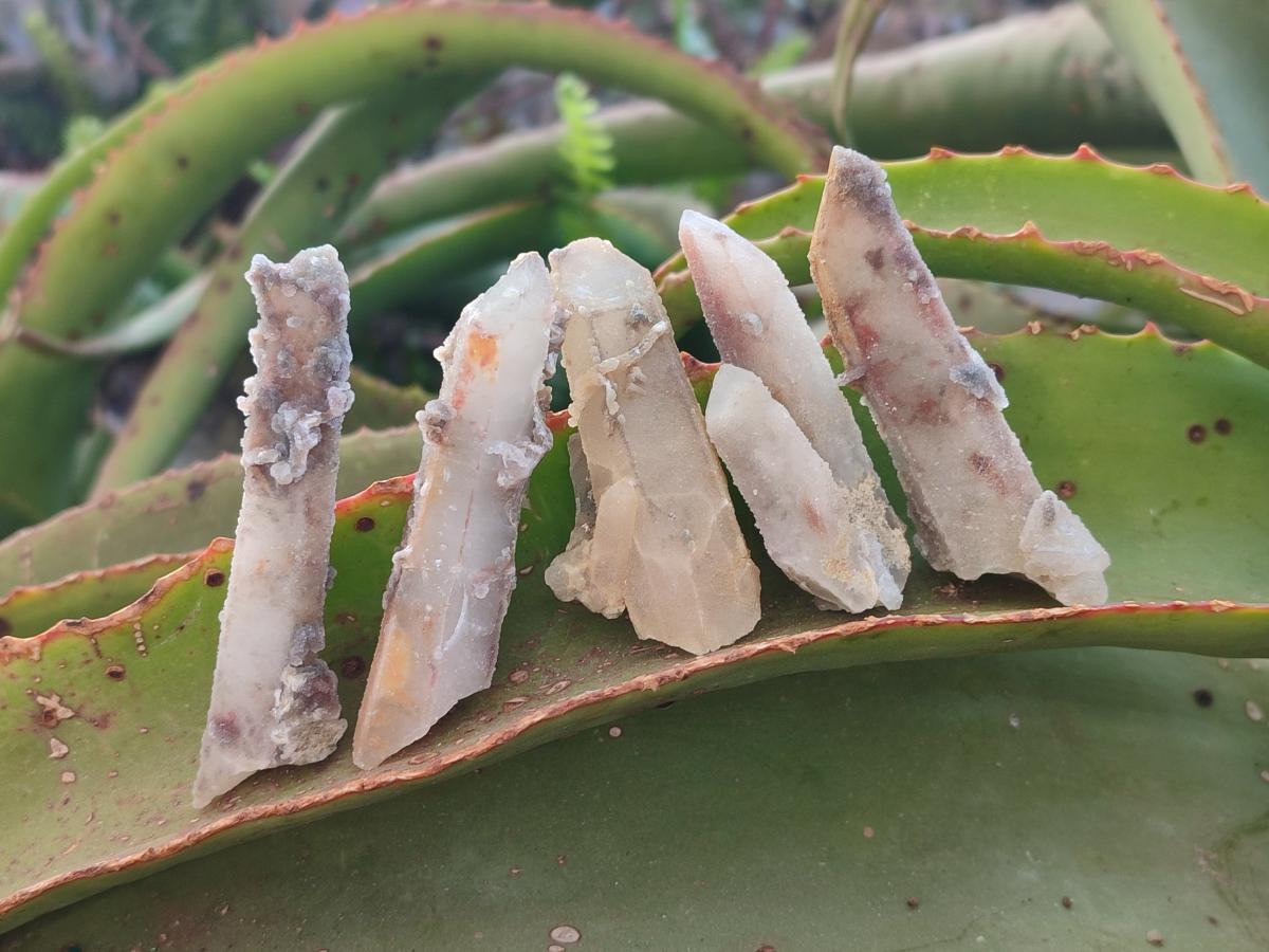 Natural Drusy Fairy Spirit Quartz Crystals x 35 From Boekenhouthoek, South Africa - Toprock Gemstones and Minerals 