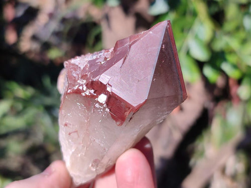 Natural Red Hematoid Quartz Crystals and Clusters x 12 From Karoi, Zimbabwe - Toprock Gemstones and Minerals 