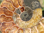 Polished Cleoniceras Ammonite Fossil Pairs x 6 From Tulear, Madagascar - Toprock Gemstones and Minerals 