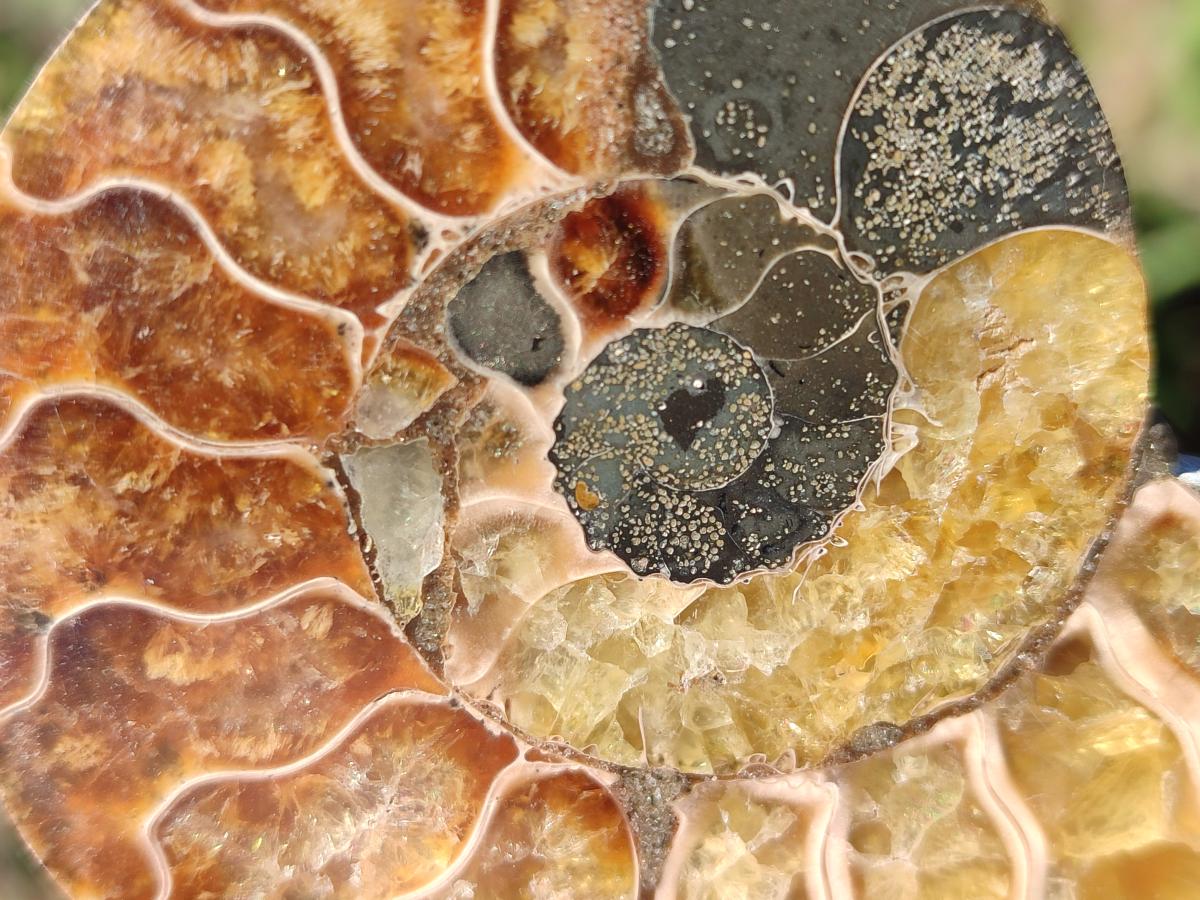 Polished Cleoniceras Ammonite Fossil Pairs x 6 From Tulear, Madagascar - Toprock Gemstones and Minerals 