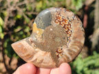 Polished Cleoniceras Ammonite Fossil Pairs x 6 From Tulear, Madagascar - Toprock Gemstones and Minerals 