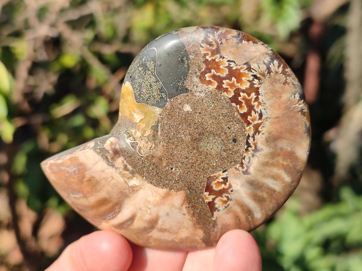 Polished Cleoniceras Ammonite Fossil Pairs x 6 From Tulear, Madagascar - Toprock Gemstones and Minerals 